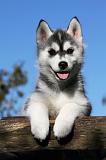 SIBERIAN HUSKY 717